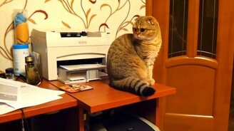 Поединок с кошкой - смотреть видео (6:41)