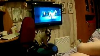 Кот против шарика на спине - смотреть видео (0:25)