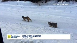 Встреча с рысями - смотреть видео (0:50)