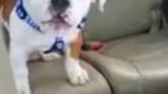 Когда не умеешь лаять, но очень хочется - смотреть видео (0:26)