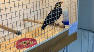 Говорящий скворец - смотреть видео (0:55)