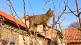 Крыса на ветке против кошки - смотреть видео (0:32)