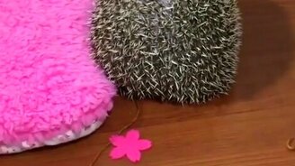 Взбудоражили ёжика - смотреть видео (0:07)