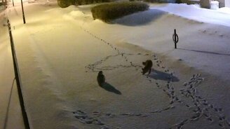 Лиса против совы - смотреть видео (1:00)