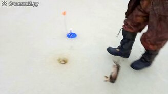 Хитрый способ поймать щуку - смотреть видео (0:38)