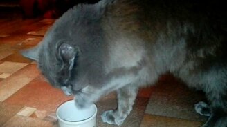 Кот пьёт кефирчик - смотреть видео (1:59)
