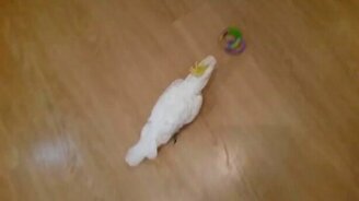 Попугай и детская игрушка - смотреть видео (1:30)