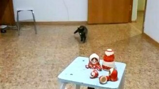 Британка носит апорт - смотреть видео (1:00)