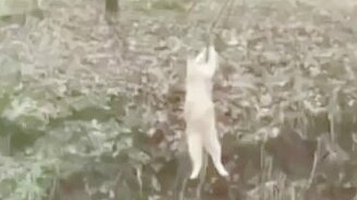 Котяра ворует сало - смотреть видео (1:00)