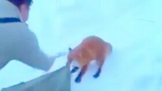 Лиса против рыбаков - смотреть видео (2:09)