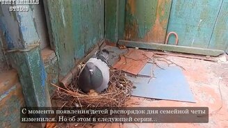 Как голуби птенцов высиживали - смотреть видео (6:56)