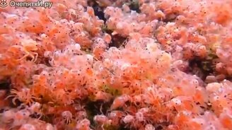 Миграция красных крабов - смотреть видео (3:23)