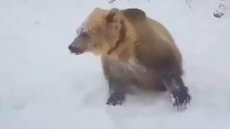 Медведь помогает чистить снег - смотреть видео (0:35)