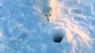 В моей лунке моя рыба! - смотреть видео (1:15)