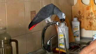 Болтливый попугай - смотреть видео (6:02)