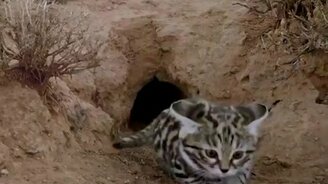 Самая смертоносная кошка - смотреть видео (0:59)