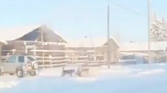 Спасли косулю от собак - смотреть видео (0:48)