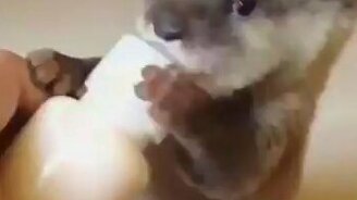 Выдрёнок сосёт молоко - смотреть видео (0:22)