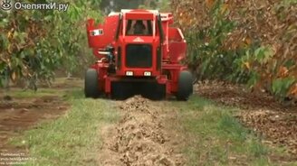 Сбор грецких орехов. - смотреть видео (0:30)