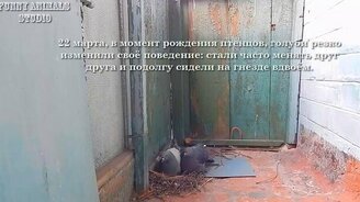 Голубиные птенцы родились - смотреть видео (5:51)