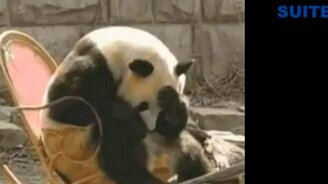 Весёлые и милые панды - смотреть видео (1:34)