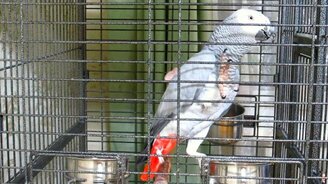 Попугай-стихоплёт - смотреть видео (0:30)