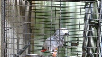 Попугай поёт песню - смотреть видео (1:01)