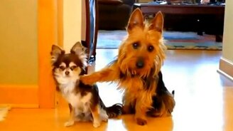 Приколы с симпатичными собачками - смотреть видео (2:44)