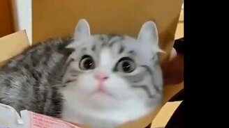 Забавные и весёлые коты - смотреть видео (2:09)