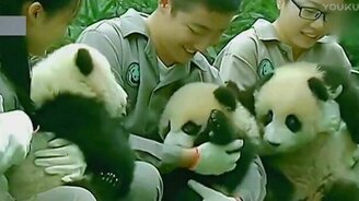 Выращивание панд - смотреть видео (2:36)