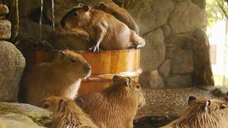 Спокойные капибары - смотреть видео (2:17)