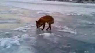 Рыбак угощает лису - смотреть видео (1:21)