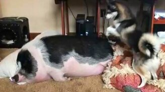 Вставай, свинья, хватит уже спать! - смотреть видео (0:46)