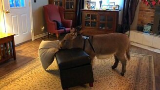 Ослик и подушка - смотреть видео (1:08)