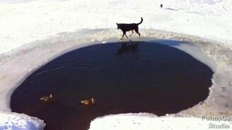 Собака охотится на уток - смотреть видео (1:32)