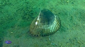 Моллюск против улитки - смотреть видео (2:26)