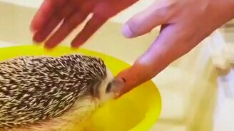 Купание ёжика в тазу - смотреть видео (1:00)