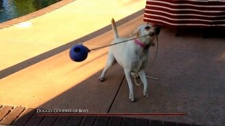 Собака-фокусница - смотреть видео (0:22)