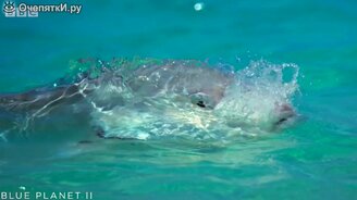 Рыбы, поедающие птиц - смотреть видео (1:58)