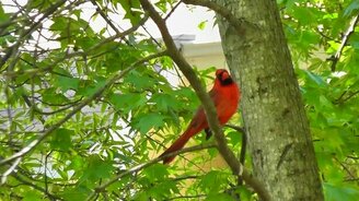 Птичка Красный кардинал - смотреть видео (1:14)
