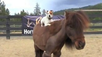 Собака-наездник - смотреть видео (0:15)