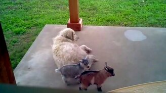 Козлята атакуют пса - смотреть видео (0:12)