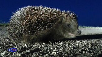 Ёжик на побережье - смотреть видео (0:26)