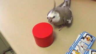 Попугай, который любит порядок - смотреть видео (0:48)