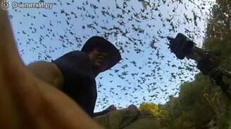 Летучие мыши отправляются на охоту - смотреть видео (1:25)