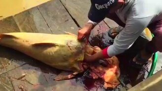 Ловкие пираньи - смотреть видео (1:17)