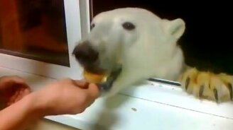 Кормёжка дикого белого медведя - смотреть видео (0:48)