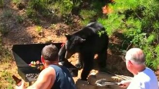 Медведь угостился шашлыком - смотреть видео (2:47)