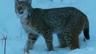 Погоня рыси за лисой - смотреть видео (3:41)