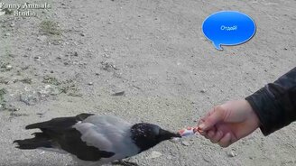 Любопытнейшая ворона - смотреть видео (6:25)